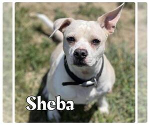 American Staffordshire Terrier-Chihuahua Mix Dogs for adoption in Pierceton , IN, USA