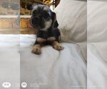 Small #1 Chihuahua Mix