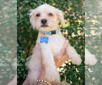Small #1 Shih Tzu