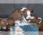 Small Photo #8 Boston Terrier Puppy For Sale in MAULDIN, SC, USA