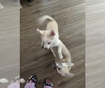 Small Photo #71 Pomsky Puppy For Sale in LOVELAND, CO, USA