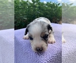 Small Photo #9 Australian Shepherd Puppy For Sale in MERIDIANVILLE, AL, USA