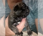 Puppy 3 Pug