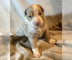 Small #3 Australian Shepherd