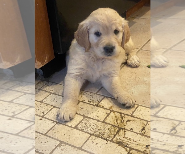 Medium Photo #8 English Cream Golden Retriever Puppy For Sale in BEAUMONT, CA, USA