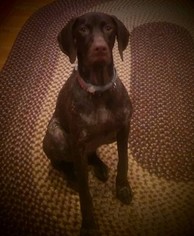 Mother of the German Shorthaired Pointer puppies born on 04/21/2018