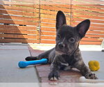Small #8 French Bulldog-Poodle (Miniature) Mix