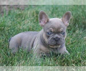 French Bulldog Puppy for sale in FREDERICKSBG, OH, USA