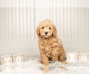 Goldendoodle (Miniature) Puppy for Sale in WARSAW, Indiana USA