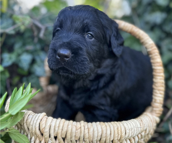 Medium Photo #2 Black Russian Terrier Puppy For Sale in S CHARLESTON, WV, USA