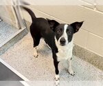 Small Photo #2 Basenji-Unknown Mix Puppy For Sale in Houston, TX, USA