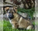 Small #2 Australian Shepherd-German Shepherd Dog Mix
