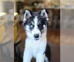 Small #1 Siberian Husky