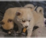 Small Photo #43 Pomsky Puppy For Sale in LOVELAND, CO, USA