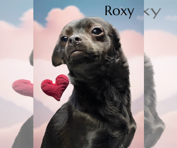 Medium Photo #2 Chihuahua-Unknown Mix Puppy For Sale in Phelan, CA, USA