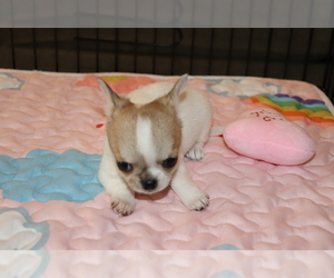 Chihuahua Puppy for sale in CLUTE, TX, USA