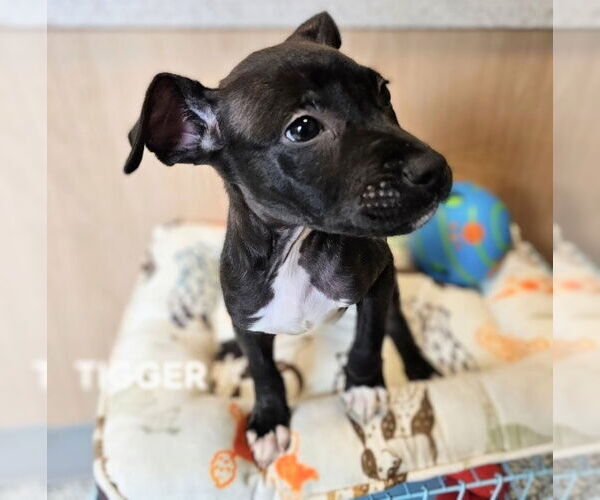 Medium Photo #3 Chihuahua-Unknown Mix Puppy For Sale in Maryville, TN, USA