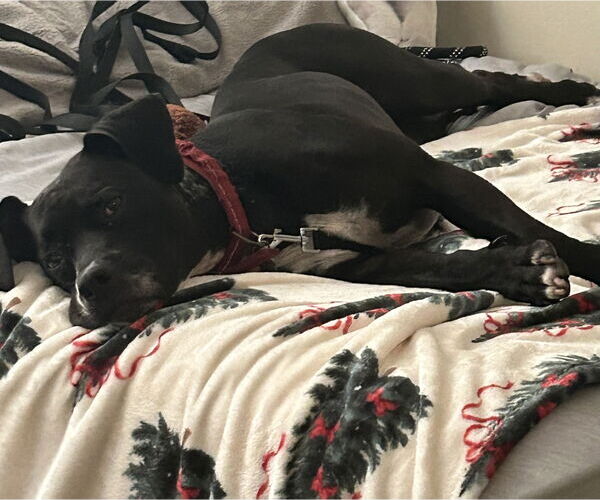 Medium Photo #9 Boxer-Unknown Mix Puppy For Sale in Sanford, FL, USA