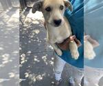 Small Mutt