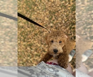 Poodle (Miniature) Dogs for adoption in Crystal, MN, USA