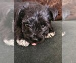 Puppy Mittens Schnauzer (Miniature)