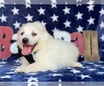 Small Photo #3 American Eskimo Dog Puppy For Sale in LANCASTER, PA, USA