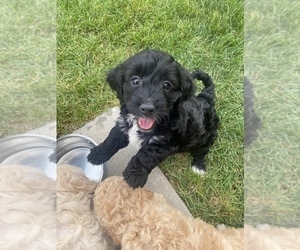 Goldendoodle-Poodle (Miniature) Mix Puppy for sale in LEHI, UT, USA