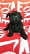 Small #5 Boston Terrier-Poodle (Toy) Mix
