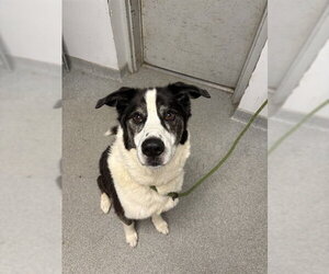 Border Collie Dogs for adoption in Palmetto, FL, USA