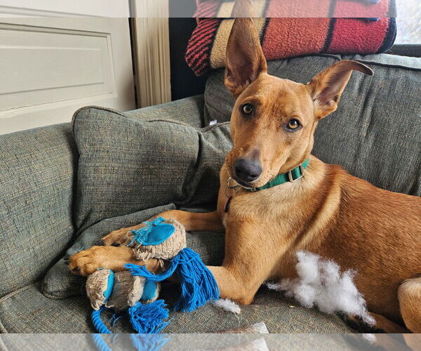 Medium Photo #7 Mutt Puppy For Sale in Wakefield, RI, USA