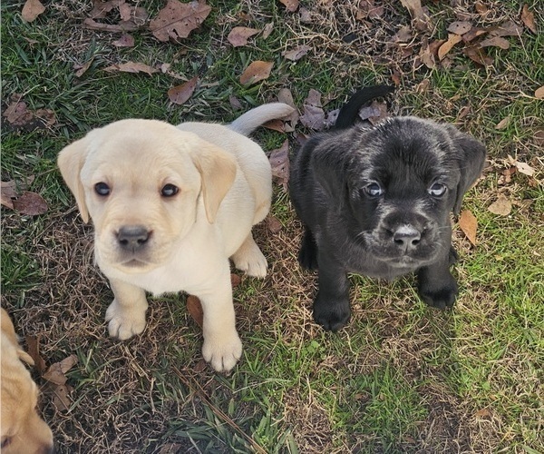 Medium Photo #5 Labrador Retriever Puppy For Sale in GABLE, SC, USA