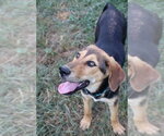 Small #7 Labrador Retriever-Treeing Walker Coonhound Mix