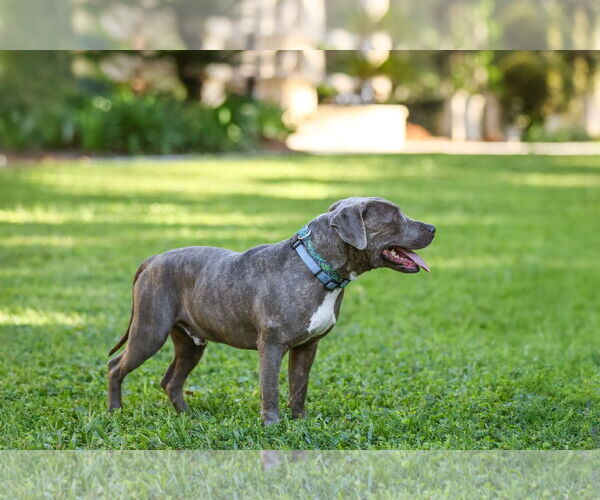 Medium Photo #7 Labrador Retriever-Unknown Mix Puppy For Sale in  Gainesville, FL, USA