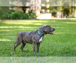 Small #6 Labrador Retriever Mix