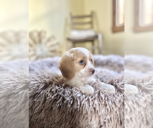 Cavapoo (Miniature) Puppy for sale in ORLANDO, FL, USA