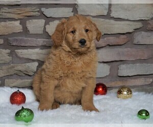 Goldendoodle-Poodle (Standard) Mix Puppy for sale in FREDERICKSBG, OH, USA