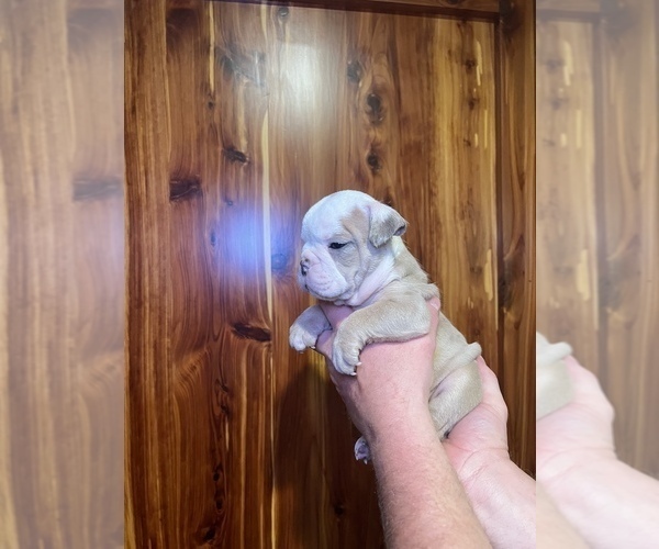Medium Photo #4 Bulldog Puppy For Sale in GREERS FERRY, AR, USA