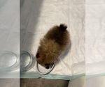 Small Photo #5 Pomeranian Puppy For Sale in SANTA MARIA, CA, USA