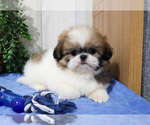 Small Photo #26 Shih Tzu Puppy For Sale in SYRACUSE, IN, USA