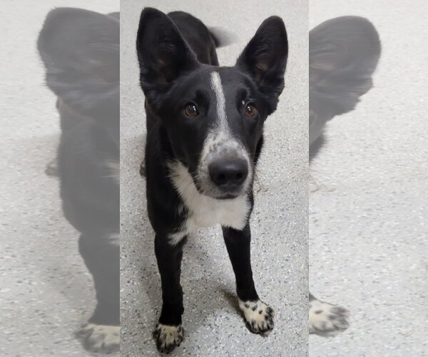 Medium Photo #13 Border Collie-Unknown Mix Puppy For Sale in Highland, IL, USA