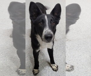 Maeve - Female Border Collie-Unknown Mix Dog for Adoption - Photo #13