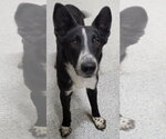 Small Photo #13 Border Collie-Unknown Mix Puppy For Sale in Highland, IL, USA