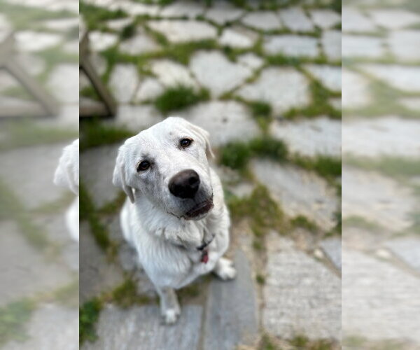 Medium Photo #4 Akbash-Great Pyrenees Mix Puppy For Sale in Spring, TX, USA