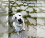 Small #3 Akbash-Great Pyrenees Mix
