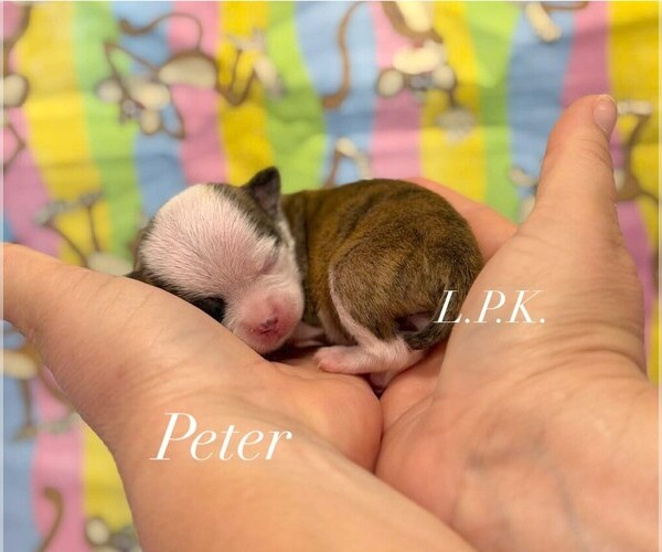 Medium Photo #1 Chihuahua Puppy For Sale in WINNSBORO, LA, USA