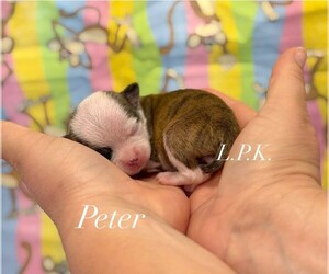 Chihuahua Puppy for sale in WINNSBORO, LA, USA