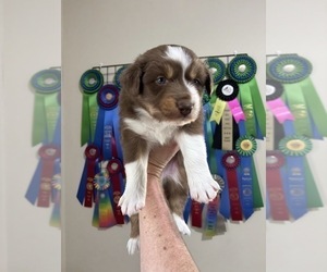 Medium Australian Shepherd