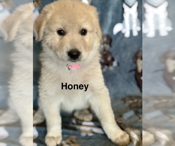 Medium Photo #2 Great Pyrenees Puppy For Sale in ORMOND BEACH, FL, USA