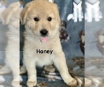 Small #1 Great Pyrenees
