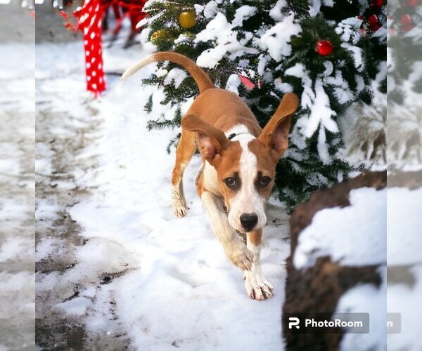 Medium Photo #4 Treeing Walker Coonhound Puppy For Sale in Claremore, OK, USA